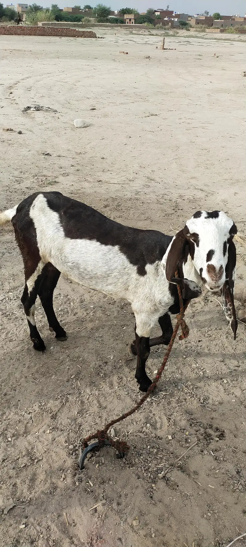 Goats — photo 2