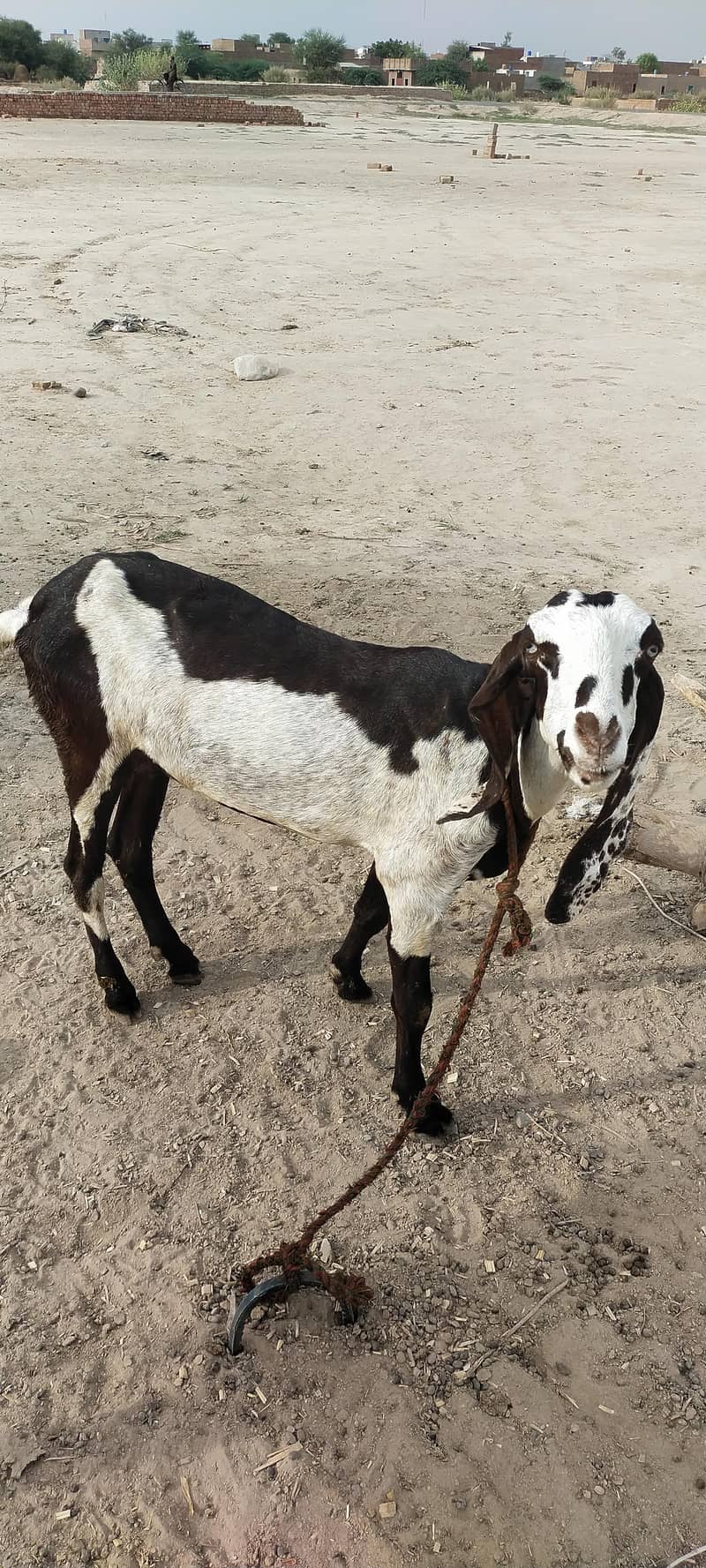 Goats 2