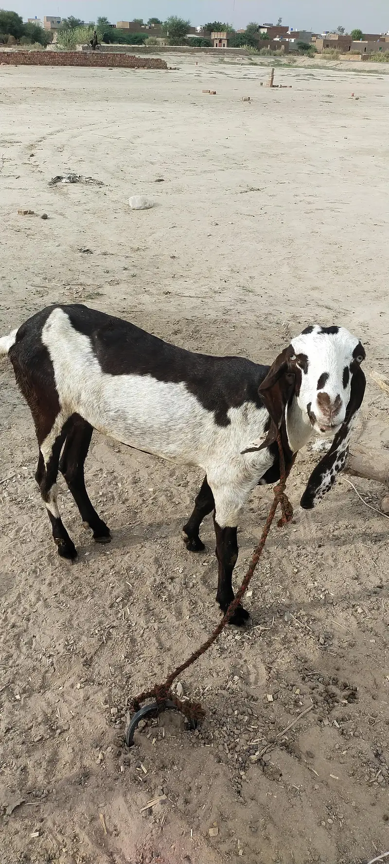 Goats — photo 3