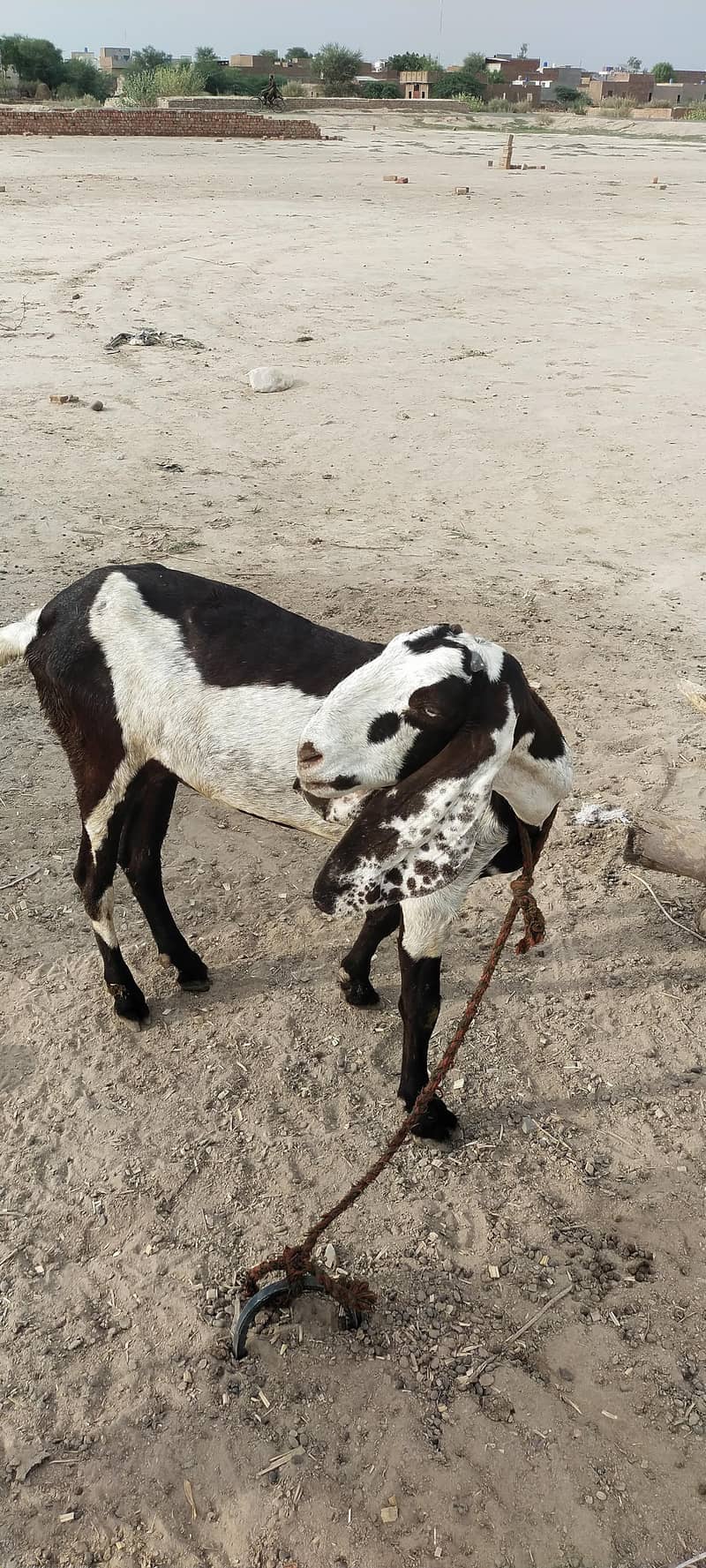 Goats 3