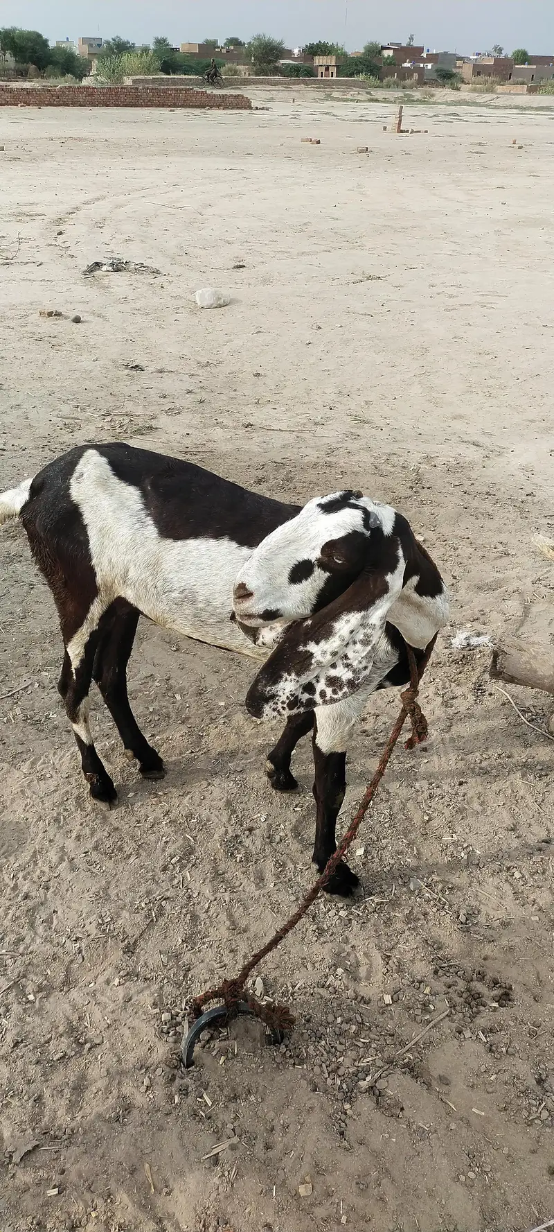 Goats — photo 4