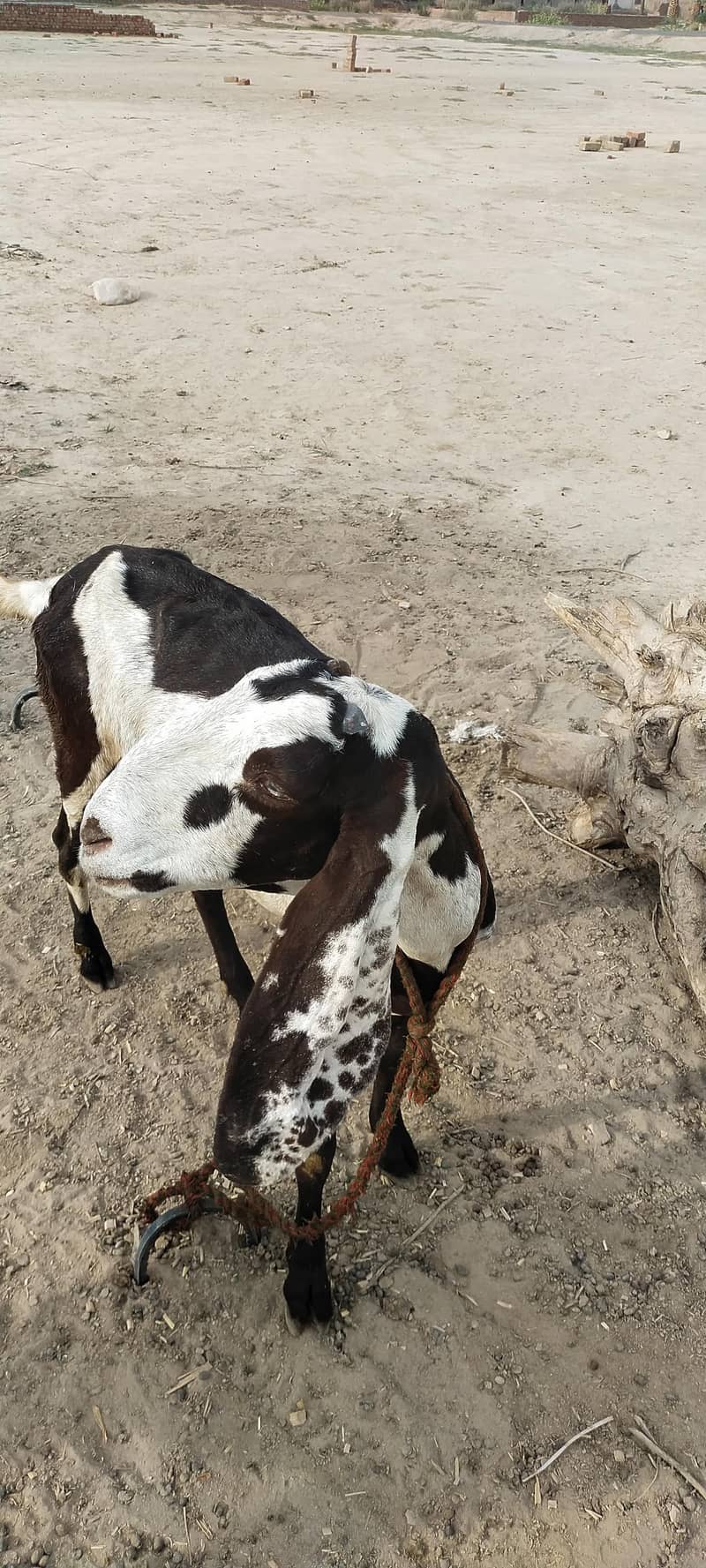 Goats 4