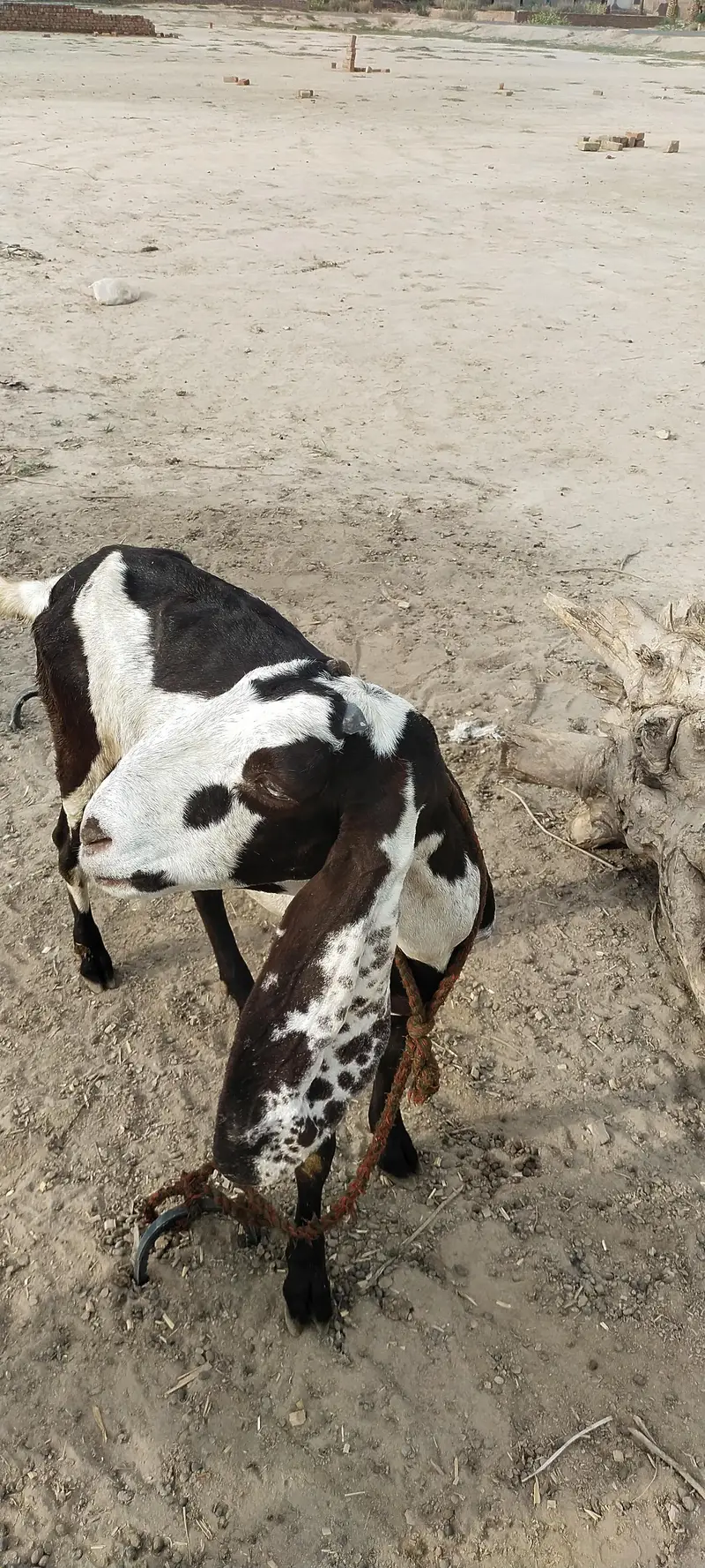 Goats — photo 5