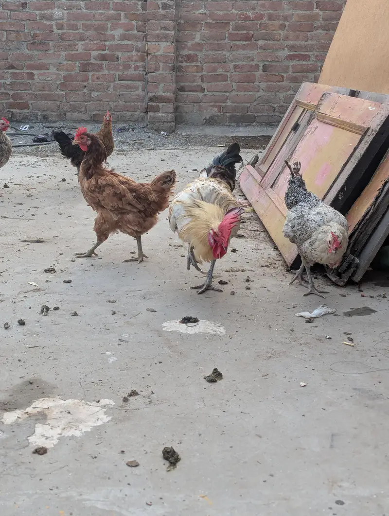 1 male and 5 female — photo 2