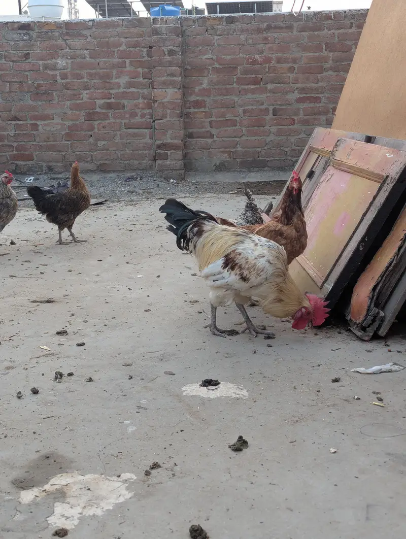 1 male and 5 female — photo 3