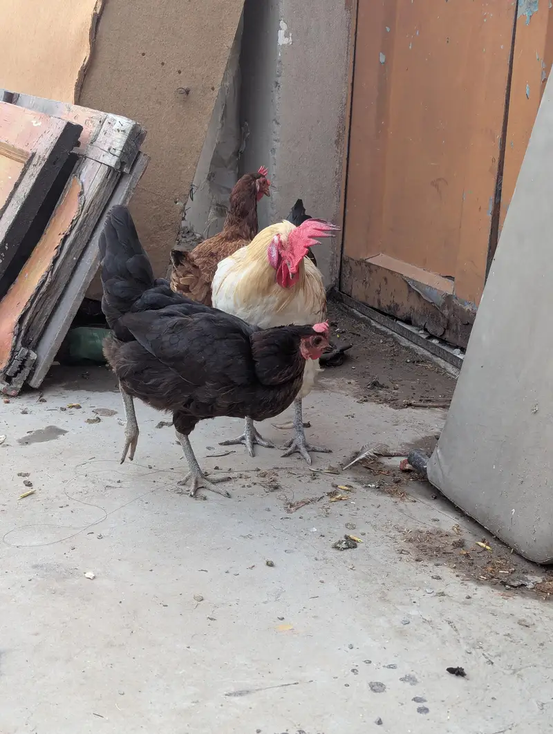 1 male and 5 female — photo 5