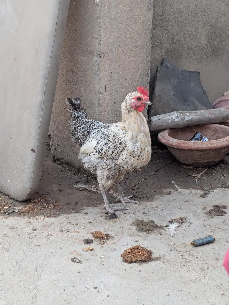 1 male and 5 female — photo 6