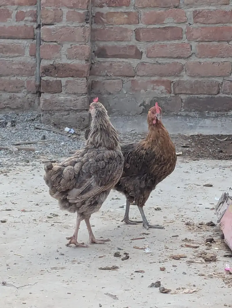 1 male and 5 female — photo 7