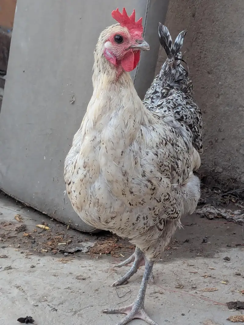 1 male and 5 female — photo 8
