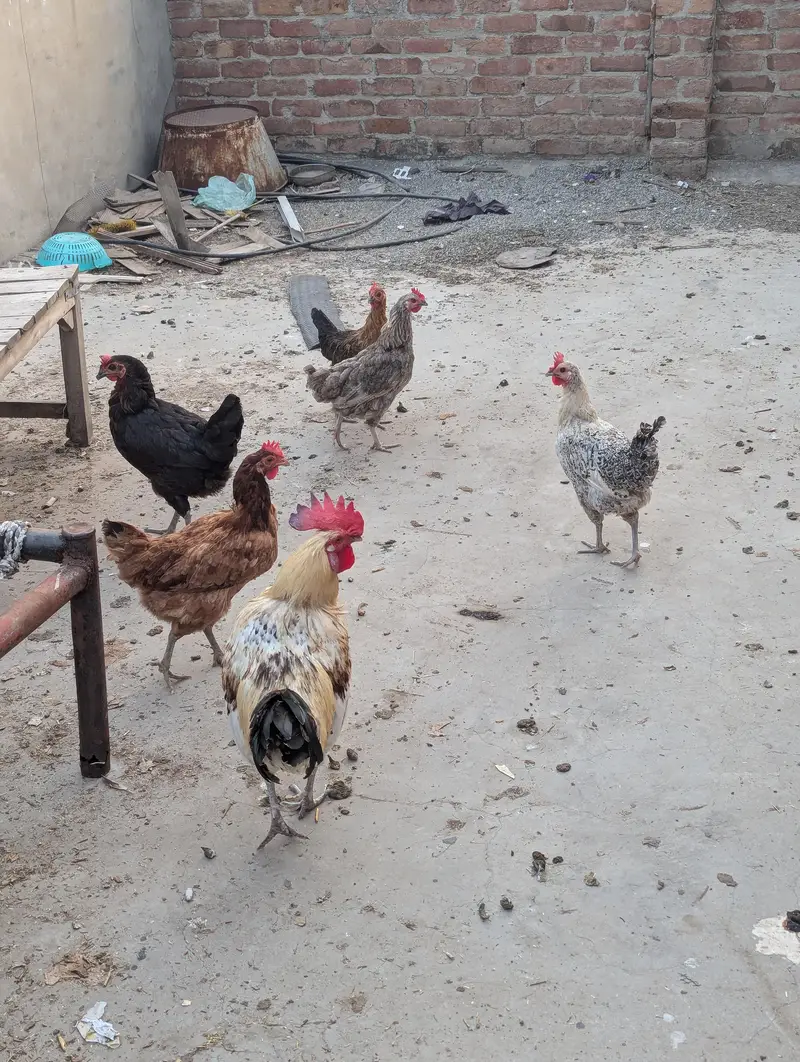 1 male and 5 female — photo 10