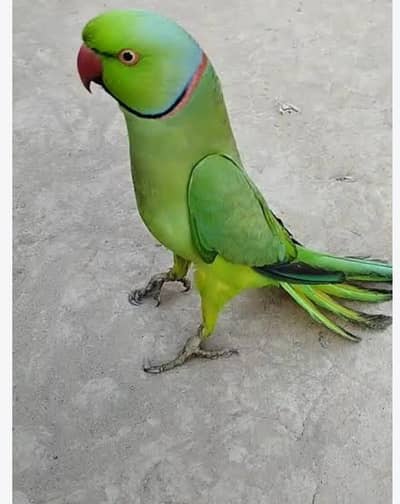 Beautiful parrot Available for sale healthy and active