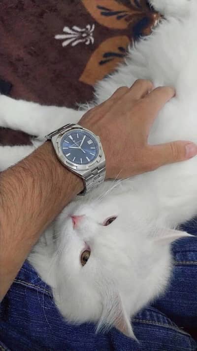 Beautiful white fluffy cat available for sale