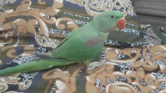 Raw Parrot Male  Jumbo Size Age: 9 Months