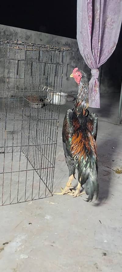 Japanese shamo | black shamo | lakha shamo | coco shamo for Sale