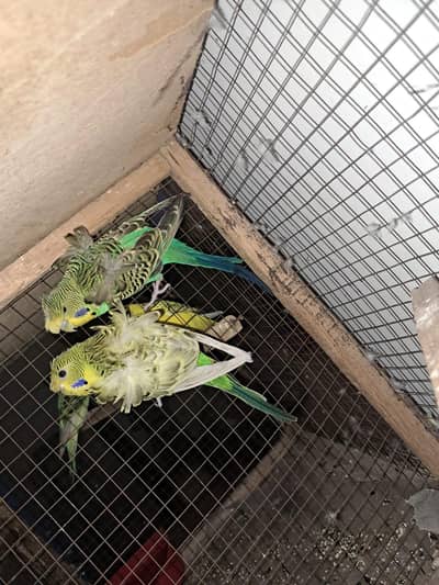 Hogoromo breeder pair available