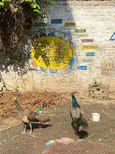 indian blue Peacock Healthy and active piece cargo available