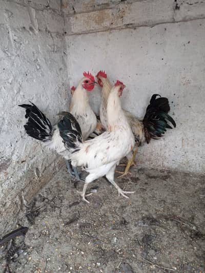 Desi Murgy/Cock