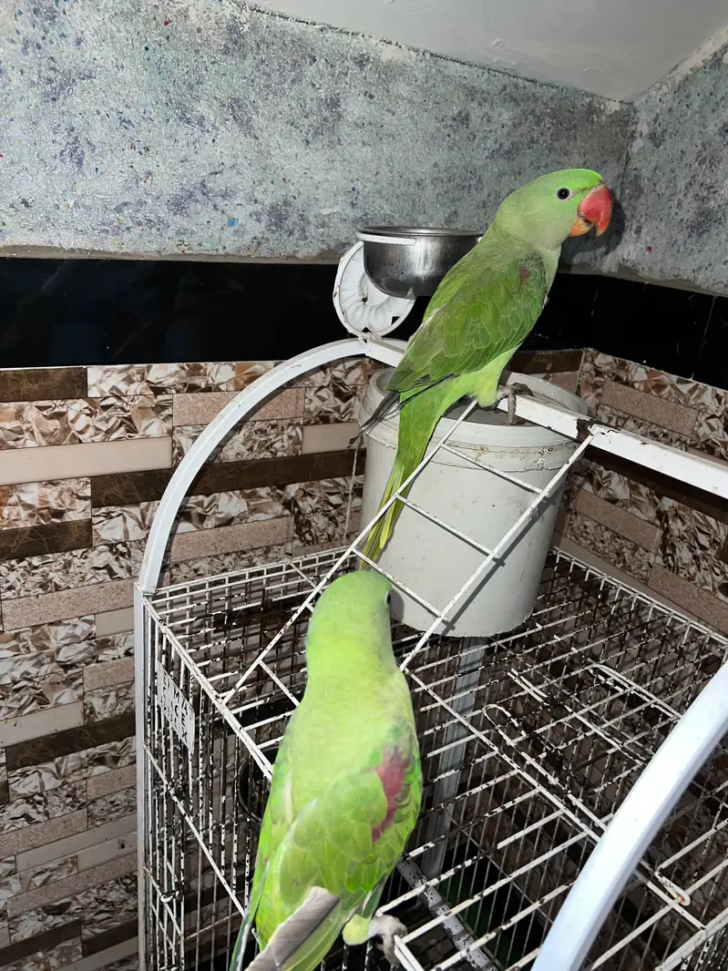 raw paroots pair for sale  with cage — photo 2