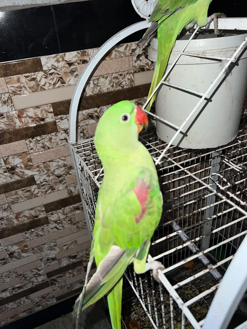 raw paroots pair for sale  with cage — photo 4