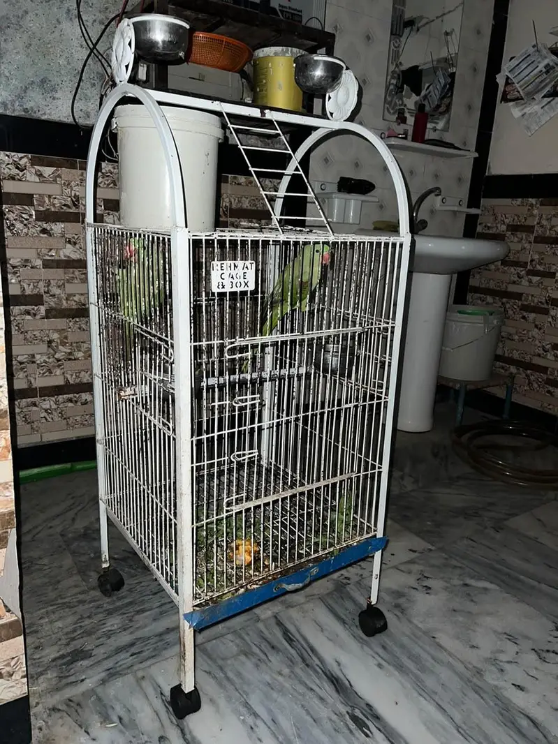 raw paroots pair for sale  with cage — photo 5