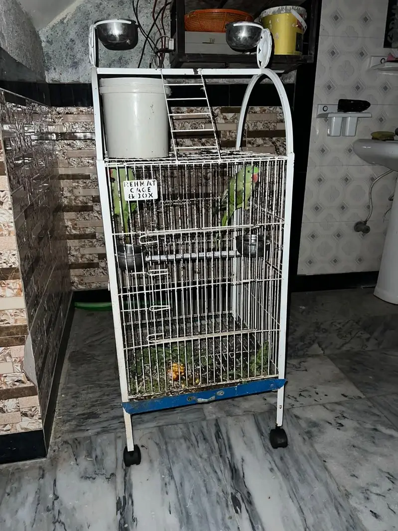 raw paroots pair for sale  with cage — photo 6