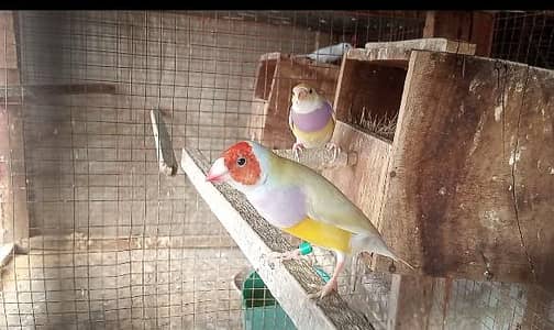 latino goldian bareedr pair finch