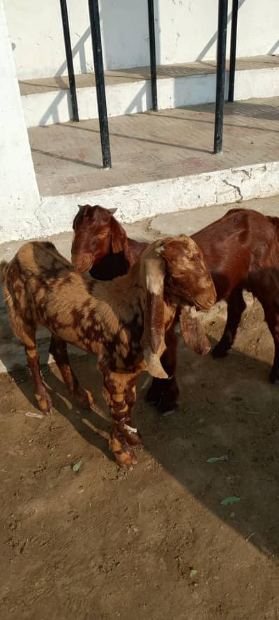 do bakre for sale ha