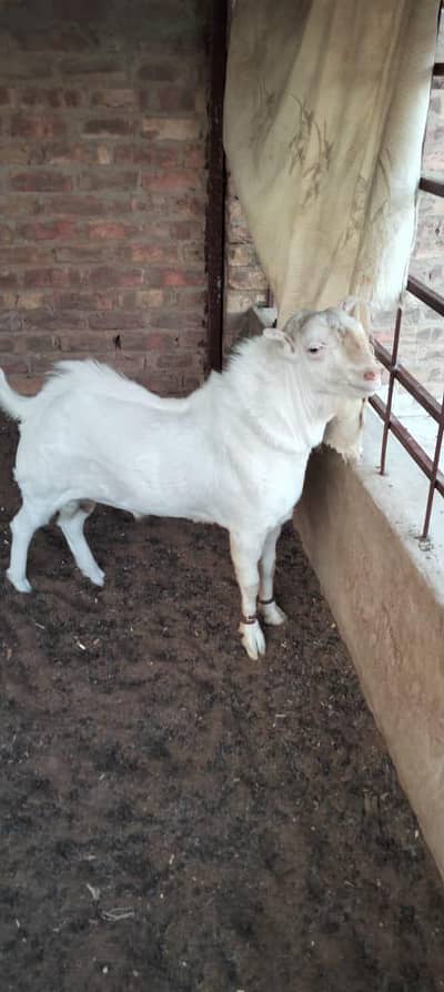 lny wly k lie rate m kmi beshi hugy gye (contact number) (03335881674)