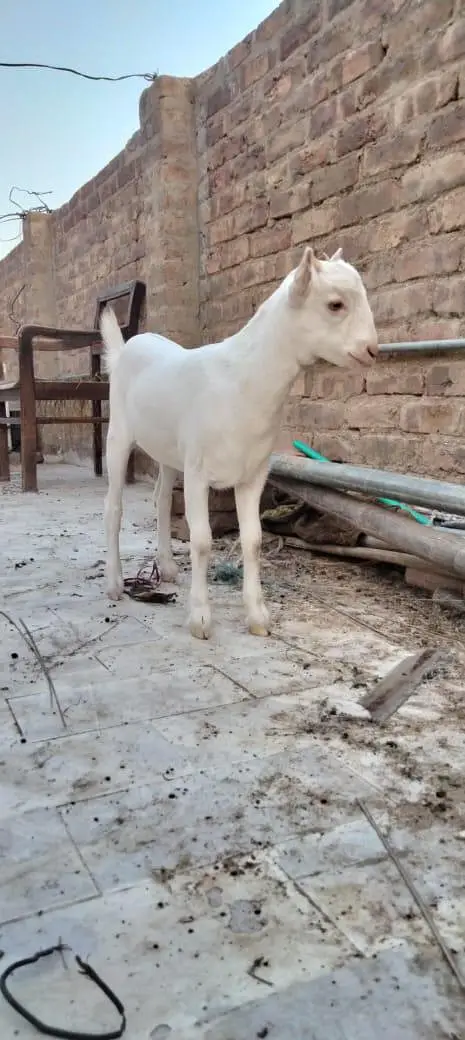 lny wly k lie rate m kmi beshi hugy gye (contact number) (03335881674) — photo 2