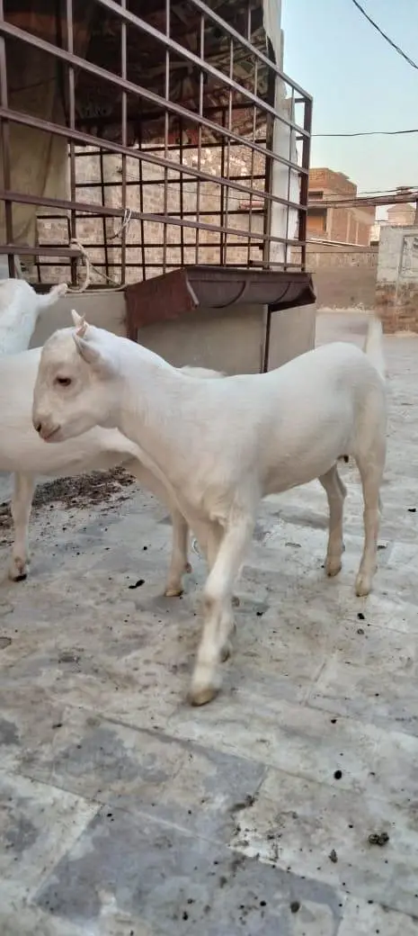 lny wly k lie rate m kmi beshi hugy gye (contact number) (03335881674) — photo 3