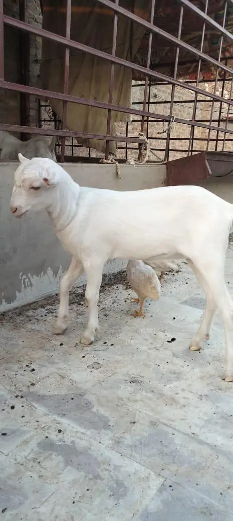 lny wly k lie rate m kmi beshi hugy gye (contact number) (03335881674) — photo 4