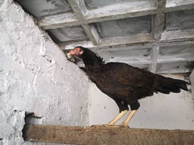 4 Female Aseel For Sale
