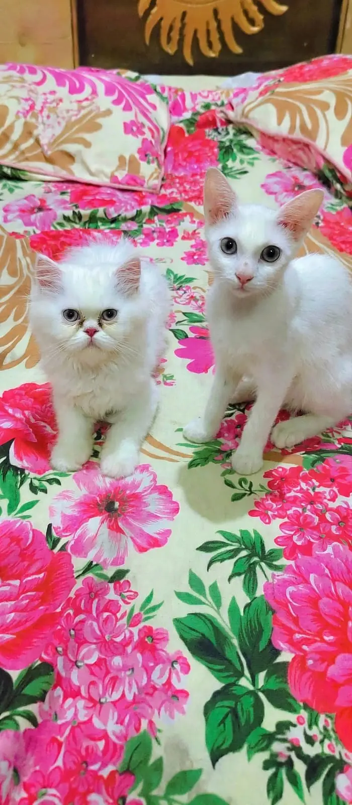 Persian cat mother and kittens for sale pure breed healthy — photo 4