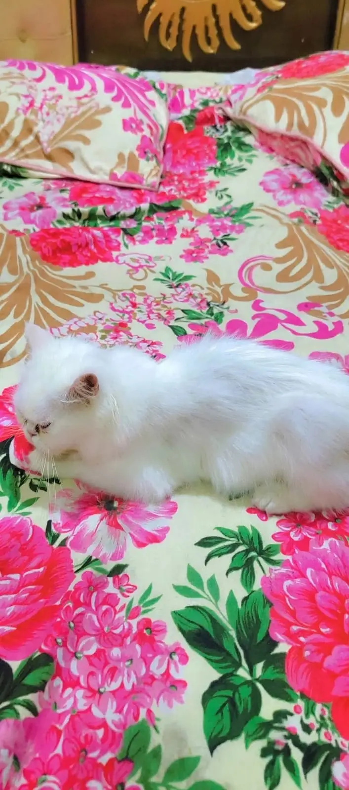 Persian cat mother and kittens for sale pure breed healthy — photo 5