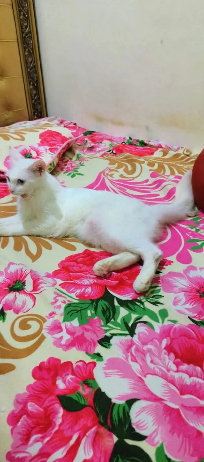 Persian cat mother and kittens for sale pure breed healthy — photo 6