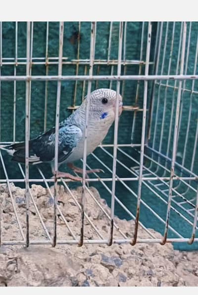 black wing budgie pair
