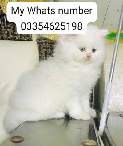 persian cat male or female all okay