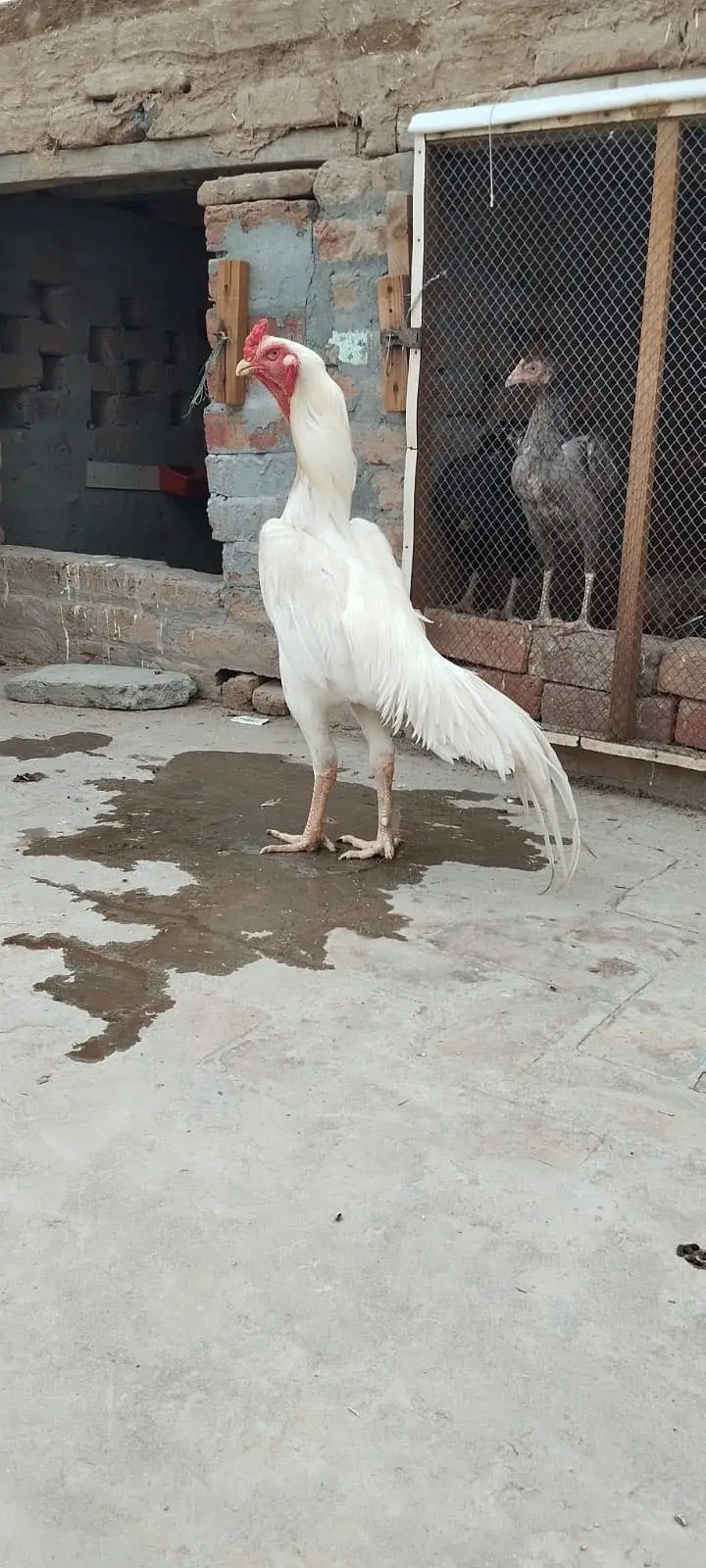 White German co shame — photo 4