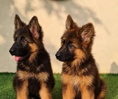 German Shepherd  Puppies 03456011805