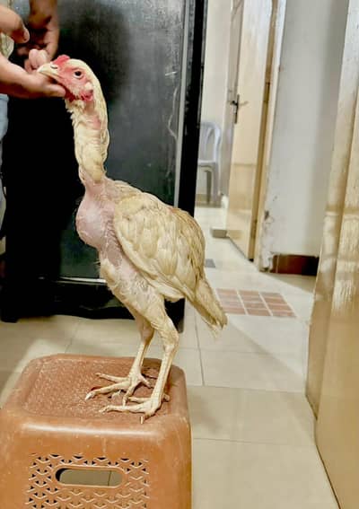 Aseel patha for sale, watts app# 0344.1407625