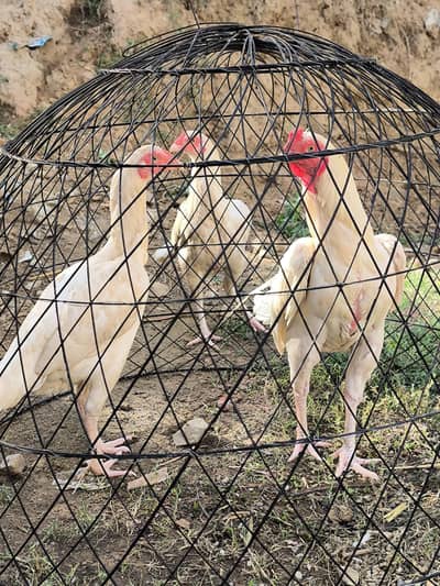 Heera aseel breeder trio set