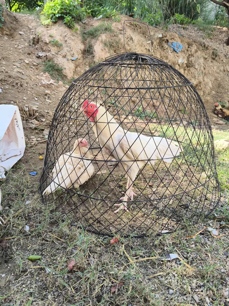 Heera aseel breeder trio set — photo 2