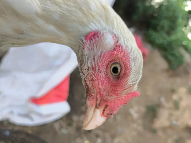 Heera aseel breeder trio set — photo 3