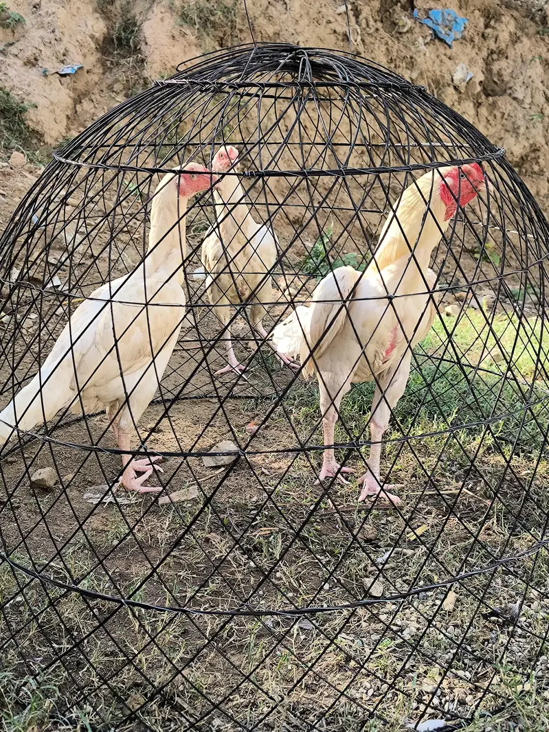 Heera aseel breeder trio set — photo 4