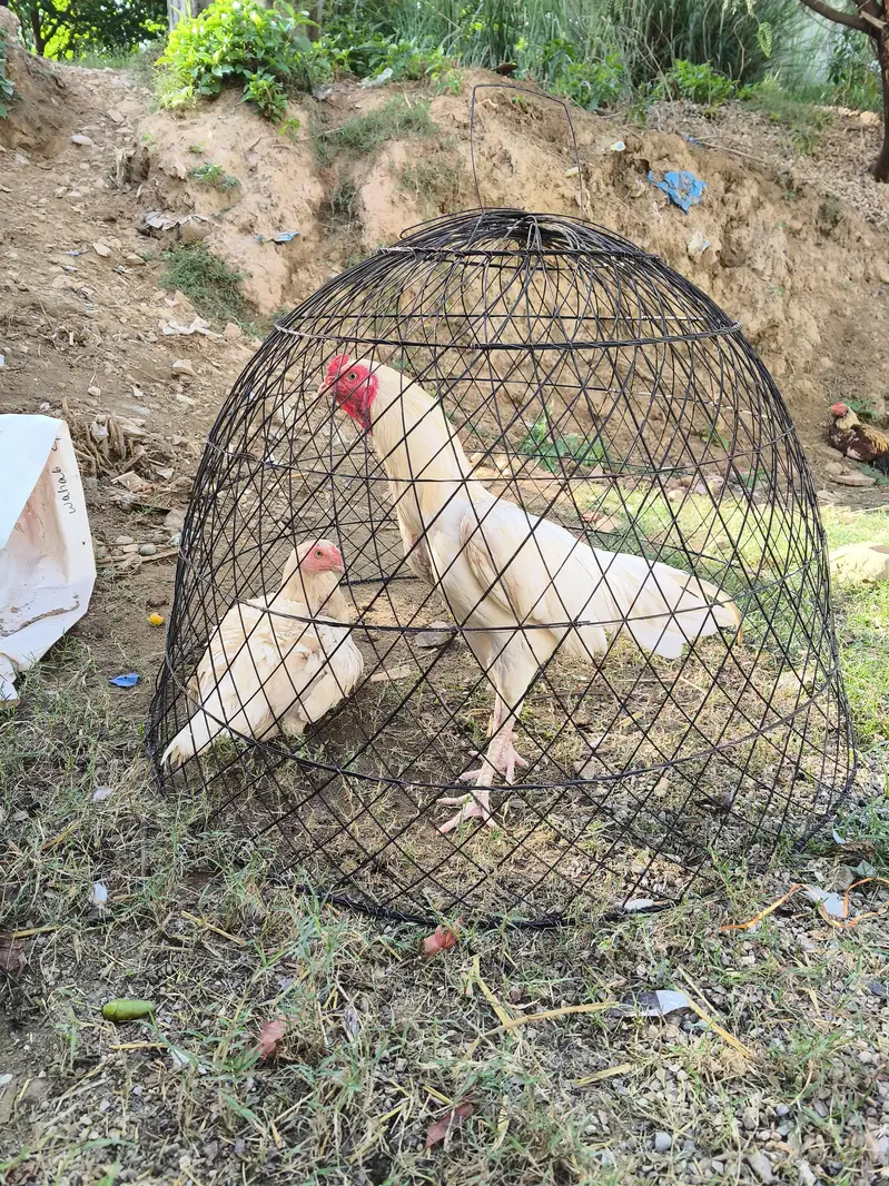 Heera aseel breeder trio set — photo 5