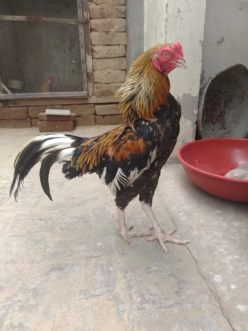 Aseel Murga Aseel Murga — photo 3
