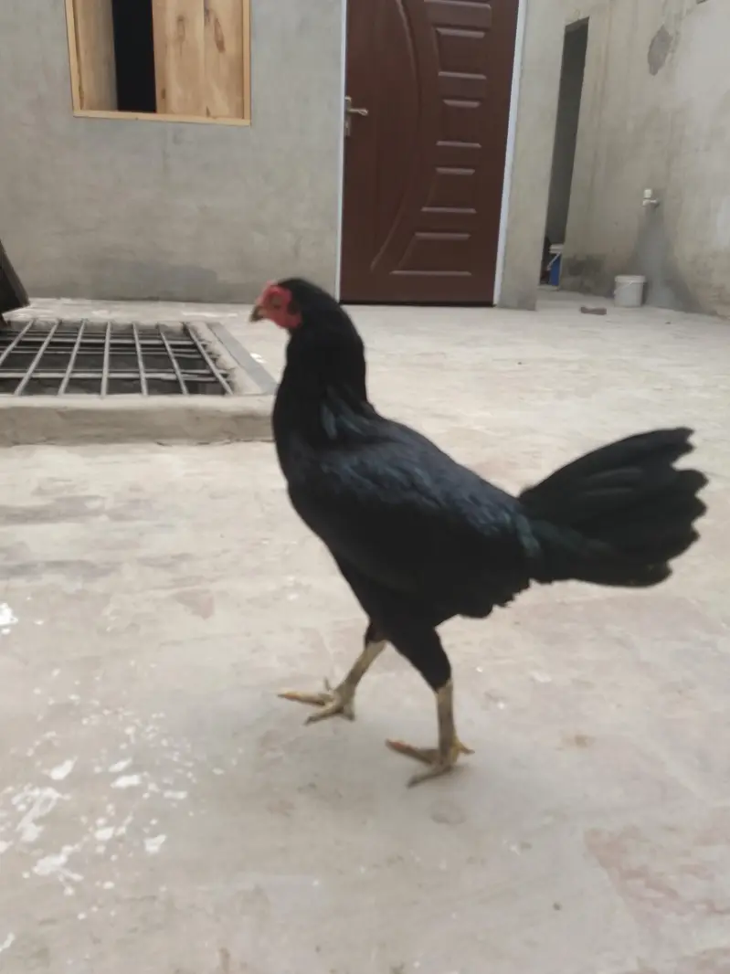 Aseel Murga Aseel Murga — photo 4