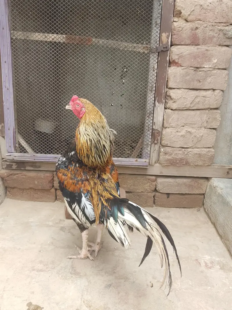 Aseel Murga Aseel Murga — photo 7