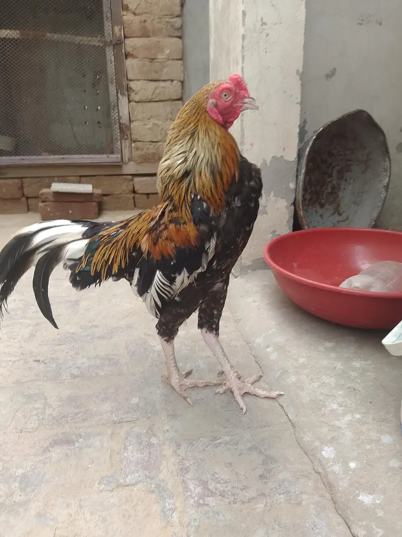 Aseel Murga Aseel Murga — photo 8