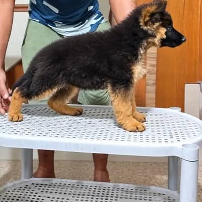 German Shepherd  Puppies 03456011805